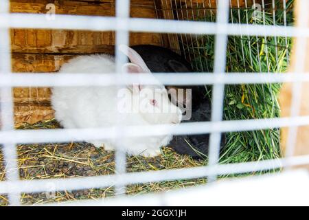 Small feeding white and black rabbits chewing grass in rabbit-hutch on animal farm, barn ranch background. Bunny in hutch on natural eco farm. Modern Stock Photo
