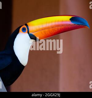 Toucan in the Brazilian forest. Photographed in Espirito Santo State, Brazil. Stock Photo