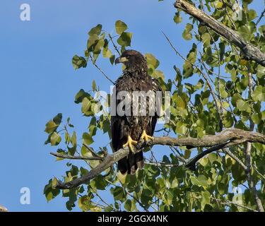 Juvenile bald eagle perched in a tree Stock Photo