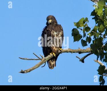 Juvenile bald eagle perched in a tree Stock Photo