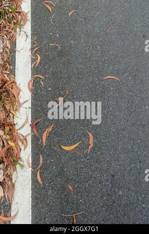 fallen autumn leaves on asphalt road with white road line,copy space Stock Photo