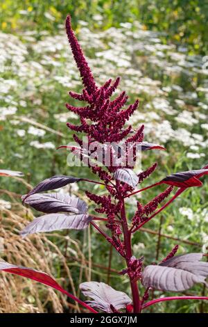 Fresh red flowering amaranth plant outdoors Stock Photo