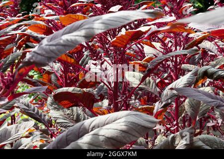 Field with fresh red flowering amaranth plants in sunlight close up full frame