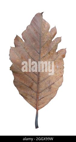 autumn dry dirty old leaf With the stains of the water isolated on a white background Stock Photo