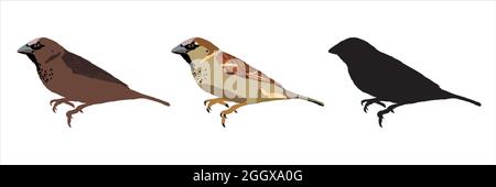 Sparrow Bird Isolated Illustration Set Stock Vector