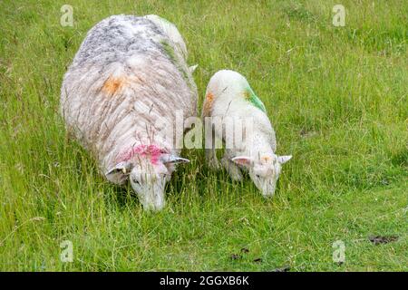 Mother sheep and lamb grazing side by side on grass. Both clearly marked with coloured spray to identify them Stock Photo