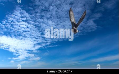 A seagull flying at Verden's Ende in Southern Norway. Stock Photo