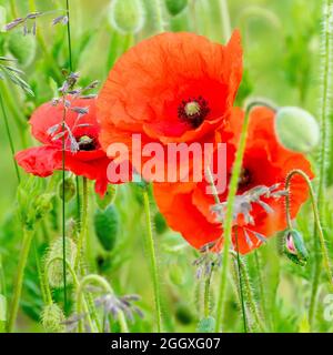 Field Poppy (papaver rhoeas), also known as Common Poppy, close up of a group of flowers growing through the grass with the buds of other poppies. Stock Photo