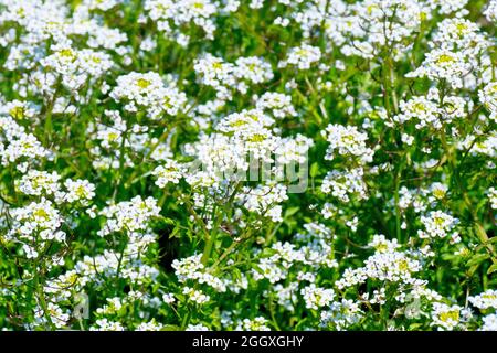 Water-cress (nasturtium officinale), an image showing a mass of the white flowered plant growing at the bottom of a roadside ditch.