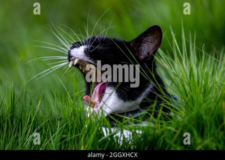 A cat with his mouth open yawning Stock Photo