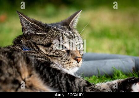 A close up of a tabby cat laying in a garden Stock Photo