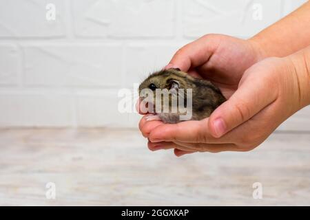 Small Dzungarian hamster in the arms of children. Place for an inscription. Stock Photo