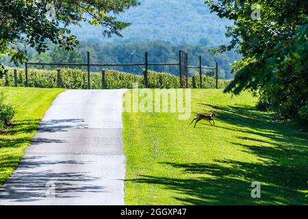Afton town in Nelson County, Virginia countryside green grass and road leading to house with wild deer running to trees by winery farm Stock Photo