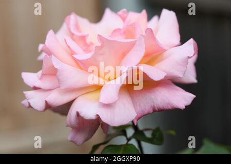 Rosa Queen Elizabeth (Grandiflora Rose)