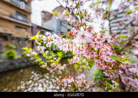 Kyoto Shimogyou ward kiyamachi-dori neighborhood area street in spring with Takase river canal water in Japan with closeup macro of pink sakura cherry Stock Photo