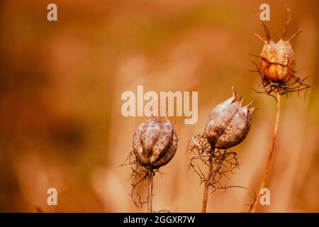 Dry poppy heads. Medicinal plant, opioid. Trending dried flower in the sun. Beautiful autumn background. Stock Photo
