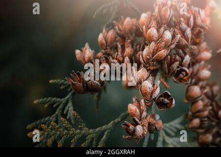Beautiful autumn background. Dry branches of thuja. Coniferous cones close-up. Dried trending Plants. Stock Photo