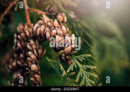 Dry cones of coniferous tree close-up. Thuja green branches. Christmas background. Stock Photo