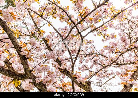 Kyoto Japan in spring low angle view looking up at sky on sakura cherry blossom petals flowers on tree on cloudy day Stock Photo