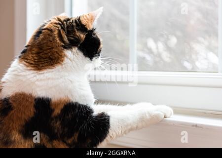Female cute calico cat closeup sitting leaning paws on windowsill window sill looking outside Stock Photo