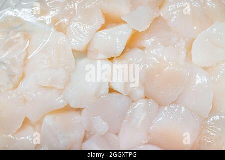 Macro closeup of fresh raw uncooked scallops seafood food on retail display in supermarket store Stock Photo