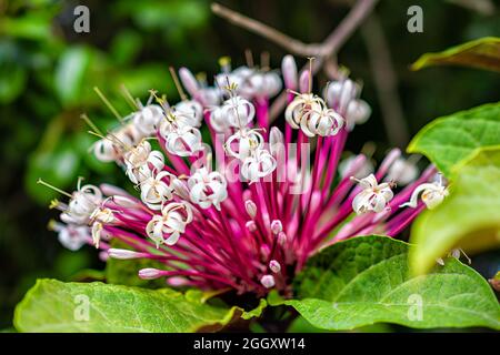 Macro closeup of clerodendrum quadriloculare blanco lamiaceae philippine glorybower flowers with green vivid vibrant foliage in Key West tropical gard Stock Photo