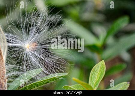 Single milkweed seed breaks away from seed pod and is ready to be taken away on a breeze.  Copy space. Closeup. Stock Photo