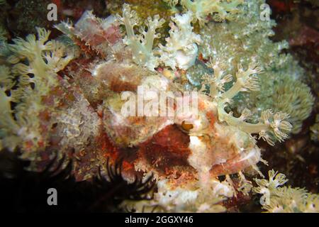 Tasseled Scorpion fish (Scorpaenopsis Oxycephala) swims in the filipino sea 27.11.2011 Stock Photo