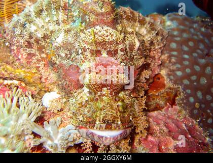 Tasseled Scorpion fish (Scorpaenopsis Oxycephala) swims in the filipino sea 5.2.2012 Stock Photo