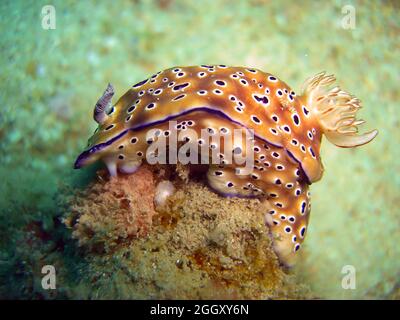 Nudibranch or Seaslug (Chromodoris Kunei) on the ground in the filipino sea 24.10.2011 Stock Photo