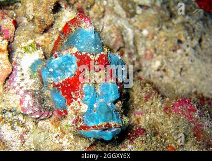Very rare photo of a blue Scorpion fish (Scorpaenopsis Oxycephala) in the filipino sea 19.2.2012 Stock Photo
