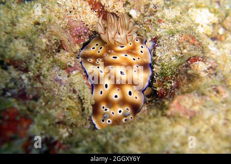 Nudibranch or Seaslug (Chromodoris Kunei) on the ground in the filipino sea 4.12.2'11 Stock Photo
