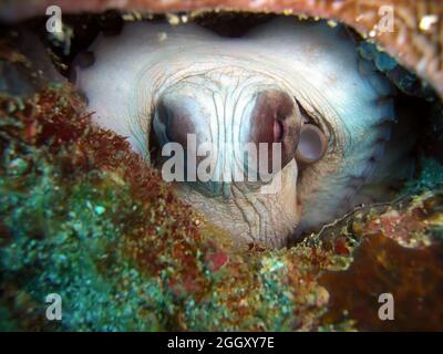 Common Octopus on the ground in the filipino sea 16.10.2011 Stock Photo