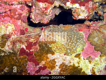 Dancing Shrimp (Rhynchocinetes Durbanensis) on the ground in the filipino sea 19.2.2012 Stock Photo