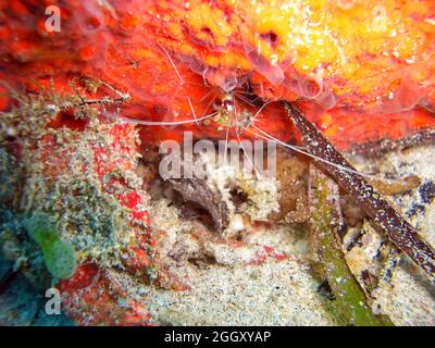 Anemone Shrimp on the ground in the filipino sea 13.1.2012 Stock Photo