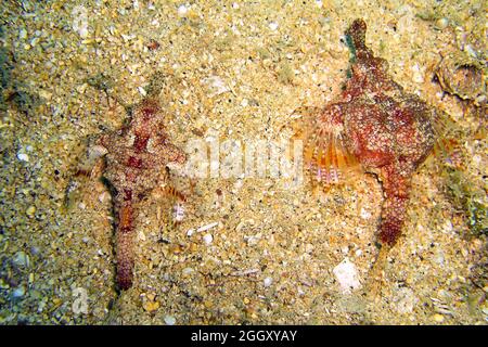 Unknown red fish on the ground in the filipino sea 24.10.2011 Stock Photo