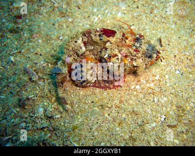 Tasseled Scorpionfish (Scorpaenopsis Oxycephala) is swimming in the filipino sea 18.10.2011 Stock Photo