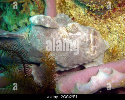 Frogfish (Antennarius) is swimming in the filipino sea 5.2.2012 Stock Photo