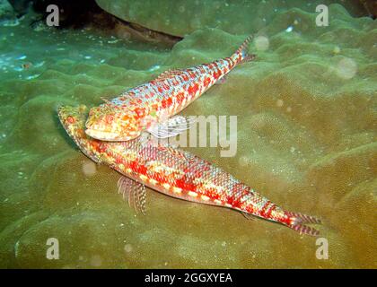 Unknown fish swims in the filipino sea 5.2.2012 Stock Photo