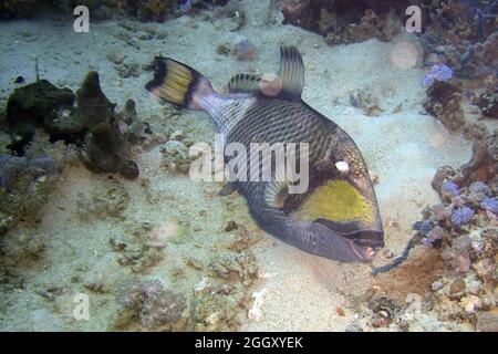 Titan Triggerfish (Balistoides Viridescens) swims in the filipino sea 23.10.2011 Stock Photo