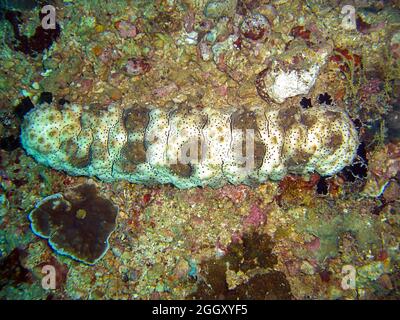 Graeffe sea cucumber (Pearsonothuria Graeffei) on the ground in the filipino sea 3.1.2012 Stock Photo