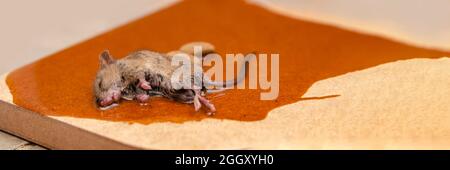 A mouse or rat is caught in a glue trap with cookies as bait. Glue for catching rodents or small pests Stock Photo