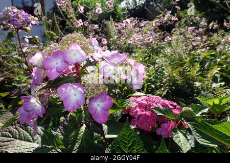Hydrangea hybrid in a farm garden Stock Photo