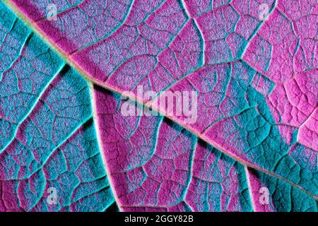 purple blue leaf close up, use as background or texture