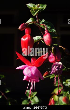 Close up of a red Fuchsia triphylla flower on a bush with dark background Stock Photo