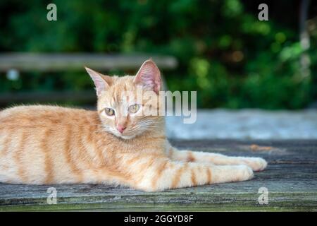 Resting on an old picnic table, this pretty tabby cat seems to be attentive to his surroundings but not alarmed. Bokeh effect. Stock Photo
