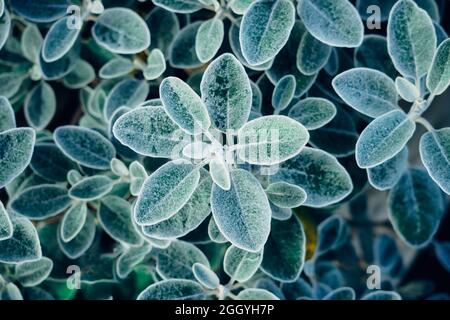 Natural emerald green background of green hairy, pilose leaves. abstract nature green background. Stock Photo