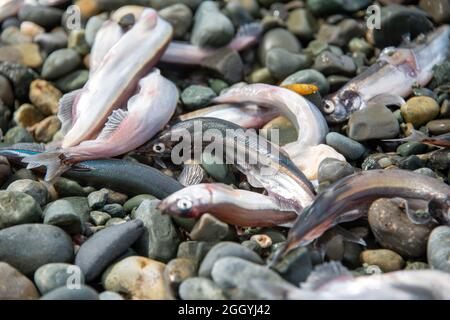 Small fresh female capelin fish or capelin smelt with green and silver bodies lay on a rocky beach. Shishamo,Mallotus Villosus, are little eggs. Stock Photo