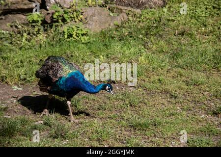 blue peacock rooster struts around Stock Photo