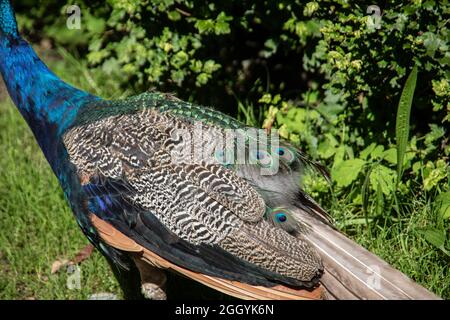 blue peacock rooster struts around Stock Photo